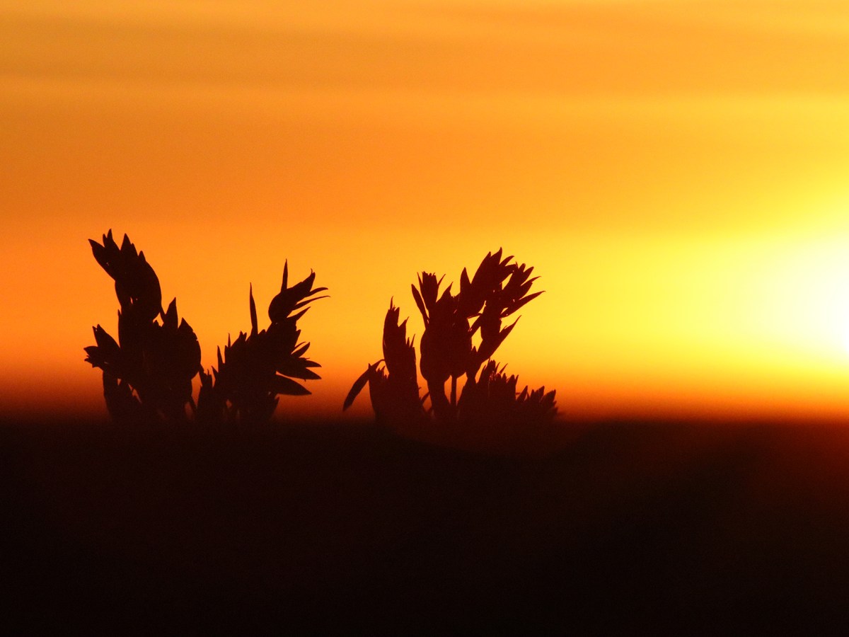 A Champion of recovery